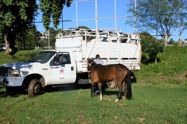 Reunião em Presidente Prudente busca soluções para animais soltos nas ruas