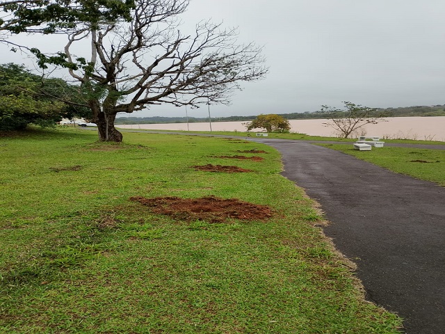 Plantio de 100 mudas de árvores nativas em Presidente Prudente