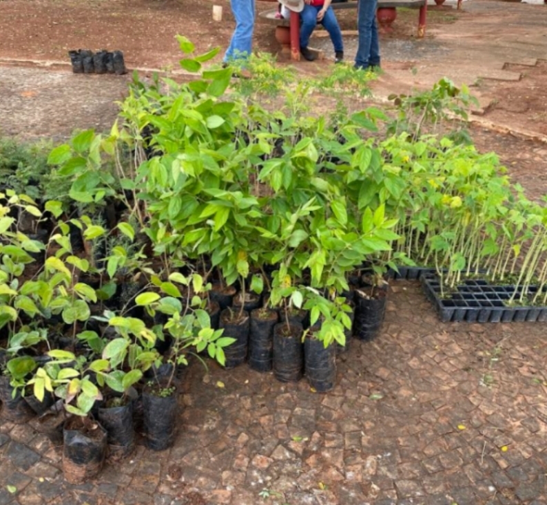 Adamantina promove doação de mudas frutíferas no Dia da Árvore