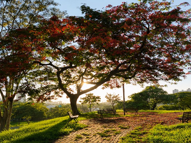 Premiação do 9º Concurso Fotográfico ‘Árvores da Cidade’ em Presidente Prudente