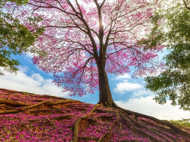 Concurso Fotográfico ‘Árvores da Cidade’ em Presidente Prudente está com inscrições abertas