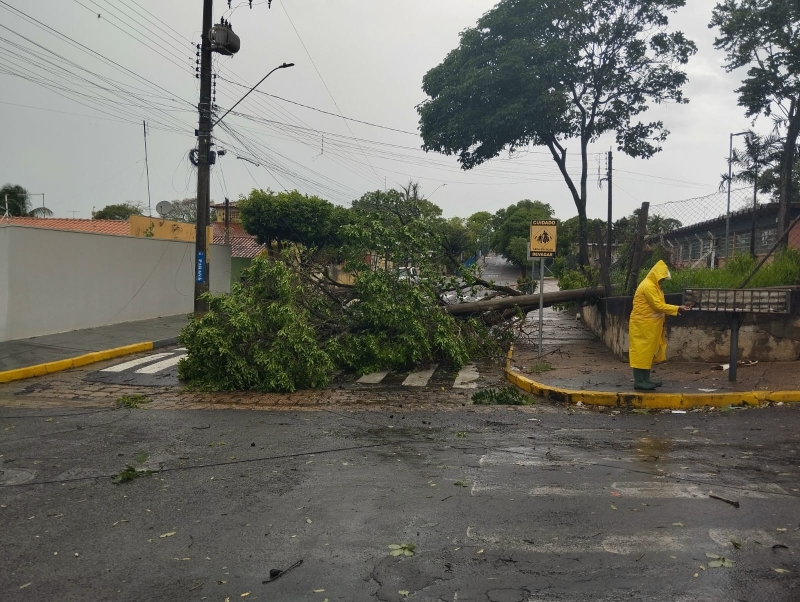 Temporal em Adamantina causa quedas de árvores e mobiliza equipes de emergência