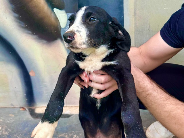 Feira de Adoção de Animais Acontece no Parque Shopping Prudente